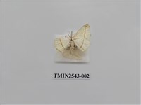 藏品(尺蛾31)的圖片